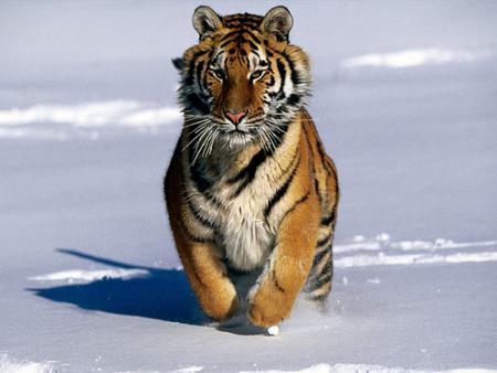 tigre-siberiano.jpg